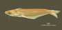Auchenipterus demerarae FMNH 53248 holo lat copy